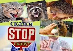 Інформаційні матеріали щодо небезпеки сказу Інформаційні матеріали щодо небезпеки сказу